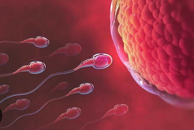 Trường hợp hy hữu: hơn 100 giờ sau tử vong, tinh trùng vẫn sống - Ảnh 1. Lấy tinh trùng còn sống từ nam giới vừa qua đời có thể hỗ trợ sinh sản trong tương lai. Ảnh: SHUTTERSTOCK