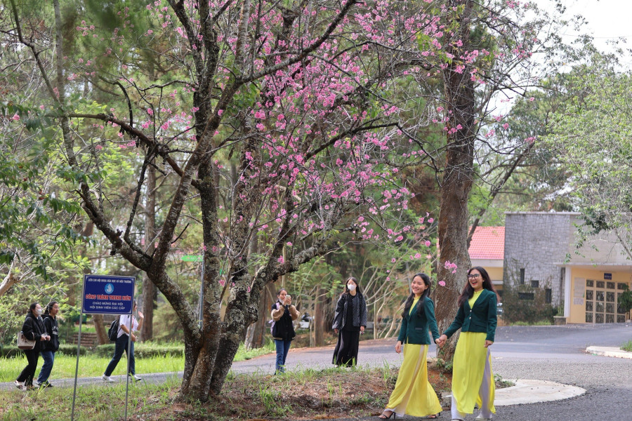 Mỗi góc Trường ĐH Đà Lạt đều đẹp hơn nhờ hoa mai anh đào. Ảnh: BÁ DUY