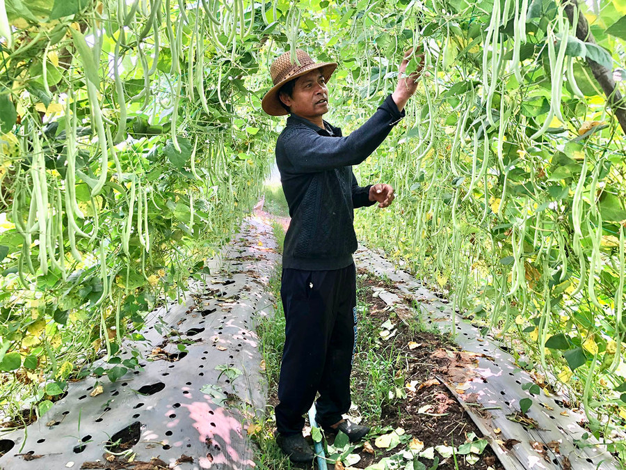 Anh Klil (làng Wâu, xã Chư Á, TP. Pleiku) thu hoạch đậu cô ve. Ảnh: L.N Anh Klil (làng Wâu, xã Chư Á, TP. Pleiku) thu hoạch đậu cô ve. Ảnh: L.N