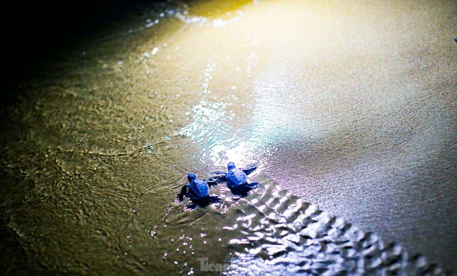 Những chú rùa con bò ra biển. Ảnh: Trương Định. Những chú rùa con bò ra biển. Ảnh: Trương Định.