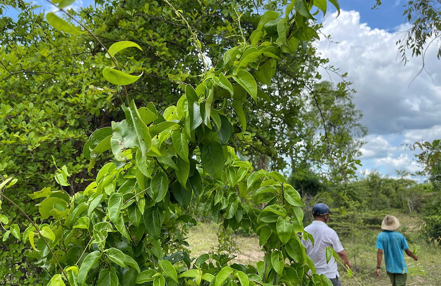 Người Jrai ở Krông Pa gọi lá giang là hla dang, mọc hoang dại khắp nơi ở vùng đất “chảo lửa”. Ảnh: M.C Người Jrai ở Krông Pa gọi lá giang là hla dang, mọc hoang dại khắp nơi ở vùng đất “chảo lửa”. Ảnh: M.C