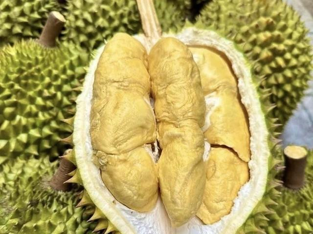 Sầu riêng Việt Nam tăng trưởng mạnh cả ở thị trường Trung Quốc và Thái Lan. Ảnh M.Đ Sầu riêng Việt Nam tăng trưởng mạnh cả ở thị trường Trung Quốc và Thái Lan. Ảnh M.Đ