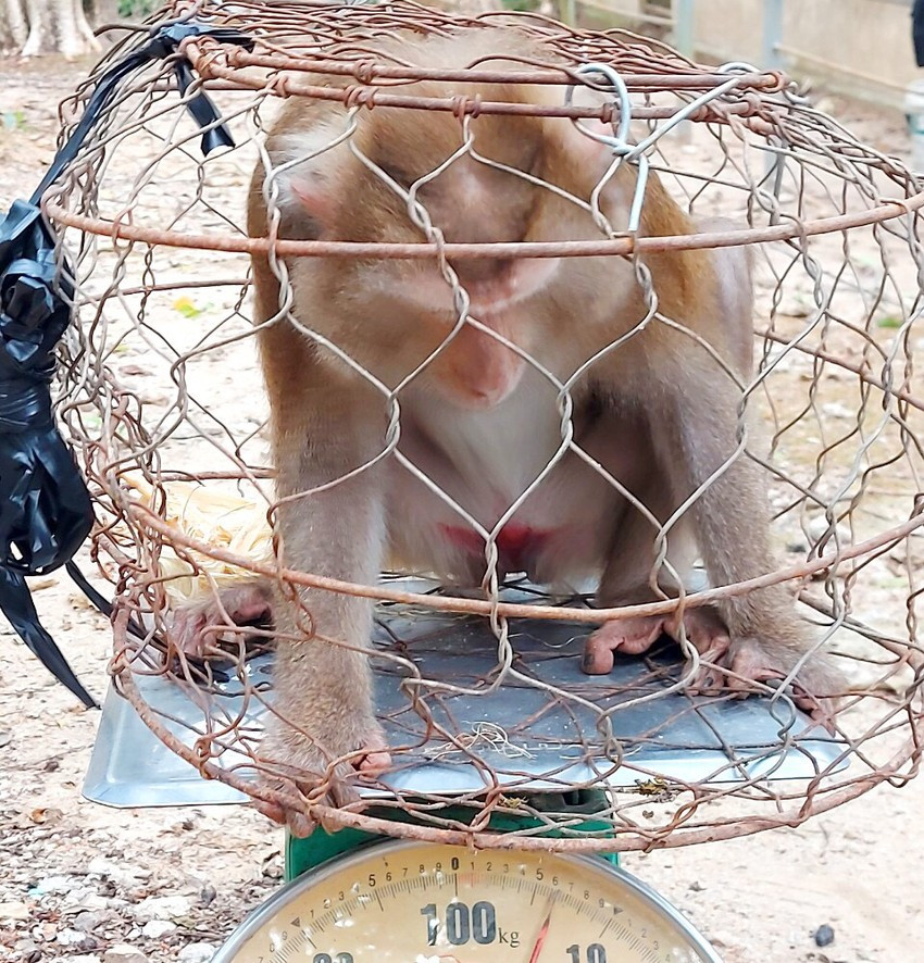 Một cá thể khỉ đuôi lợn nặng 6 kg. Một cá thể khỉ đuôi lợn nặng 6 kg.