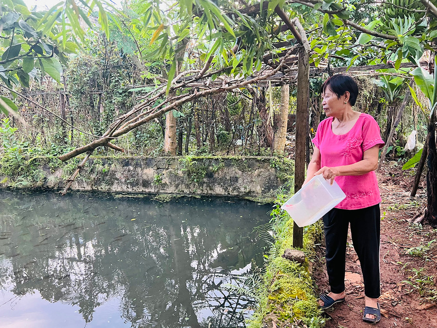 Tuổi đã cao nhưng bà Đào Thị Dịu-Chủ tịch Hội Cựu TNXP phường Tây Sơn (TP. Pleiku) vẫn tham gia lao động sản xuất. Ảnh: Minh Nhật