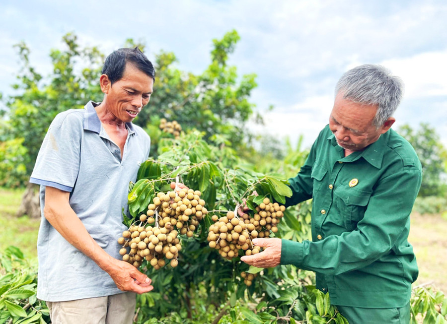 Hợp tác xã Dịch vụ nông nghiệp Ia Tô (huyện Ia Grai) hiện có hơn 100 thành viên liên kết sản xuất 167 ha cây ăn quả. Ảnh: Minh Phương