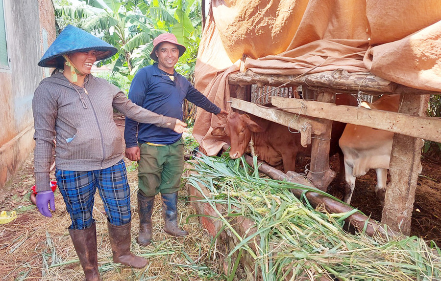 Vợ chồng ông Nhân (làng Thung Dôr, xã An Phú, TP. Pleiku) chăm sóc bò lai sinh sản. Ảnh: N.D Vợ chồng ông Nhân (làng Thung Dôr, xã An Phú, TP. Pleiku) chăm sóc bò lai sinh sản. Ảnh: N.D