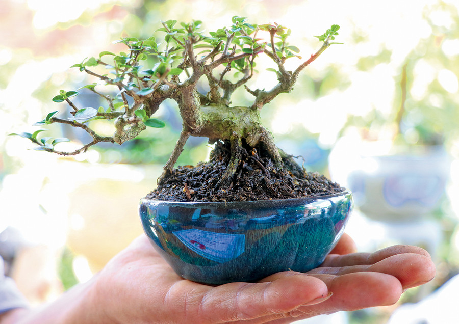 Cây bonsai mini hội tụ các yếu tố cổ-kỳ-mỹ. Ảnh: A.P