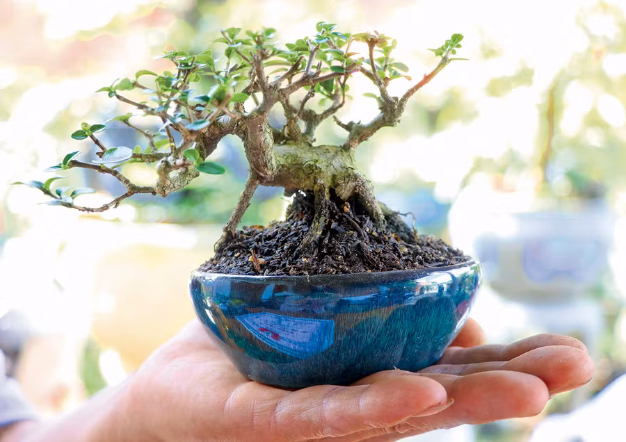 Cây bonsai mini hội tụ các yếu tố cổ-kỳ-mỹ. Ảnh: A.P Cây bonsai mini hội tụ các yếu tố cổ-kỳ-mỹ. Ảnh: A.P