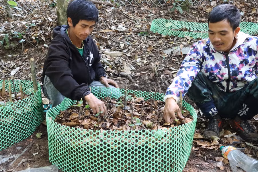 Người dân nhổ cỏ trên luống sâm. Ảnh: HỮU PHÚC