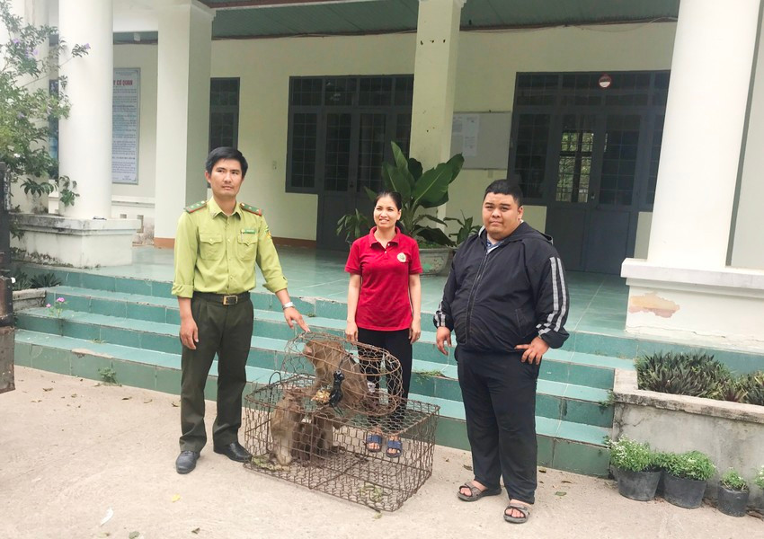 Vườn Quốc gia Chư Mom Ray tiếp nhận 5 cá thể khỉ đuôi lợn quý hiếm. Ảnh: XT. Vườn Quốc gia Chư Mom Ray tiếp nhận 5 cá thể khỉ đuôi lợn quý hiếm. Ảnh: XT.