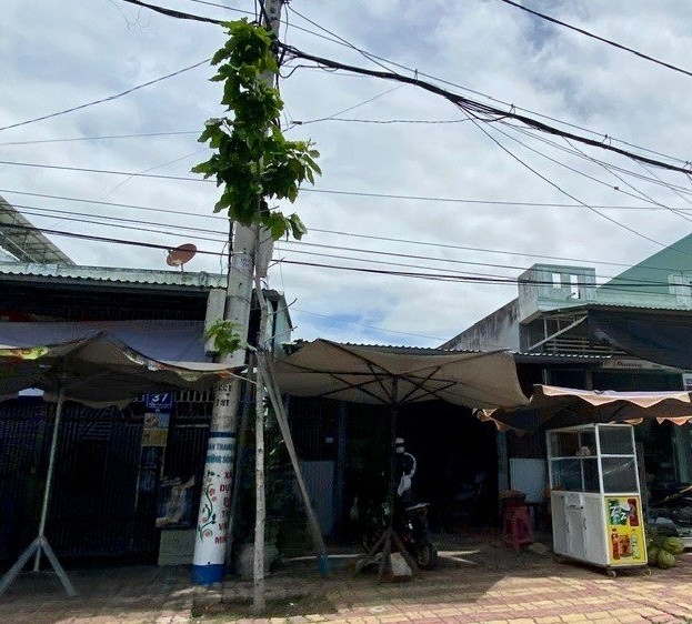 Một cây dầu ôm sát chân cột điện. Ảnh Thanh Tuấn Một cây dầu ôm sát chân cột điện. Ảnh Thanh Tuấn