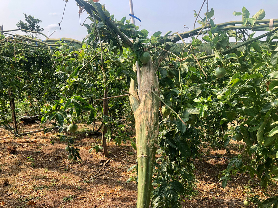 Rất nhiều cây chanh dây bị bệnh phình thân, làm giảm năng suất. Ảnh: Lê Nam Rất nhiều cây chanh dây bị bệnh phình thân, làm giảm năng suất. Ảnh: Lê Nam