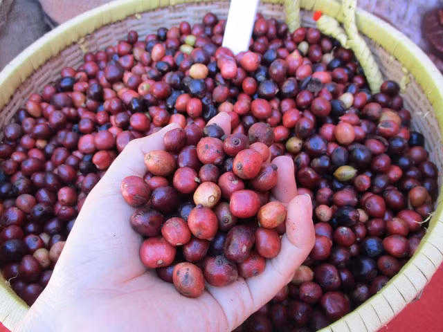 Giá cà phê đang giảm sâu khi nguồn cung cải thiện