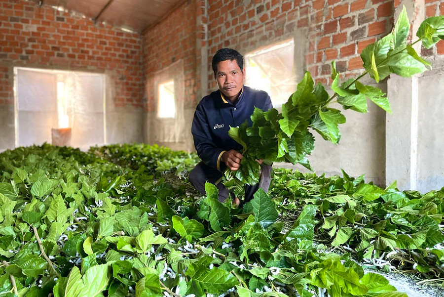 Nhờ tham gia mô hình trồng dâu nuôi tằm, thu nhập của gia đình ông Puih H&apos;Lonh (làng Ku Tong, xã Ia Pếch) cải thiện rõ rệt. Ảnh: M.P