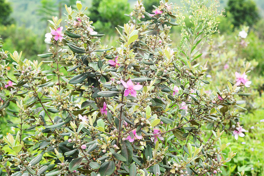 Năm nay, trang trại của ông Nguyễn Thành Châu ở làng Nhin (xã Nghĩa Hưng, huyện Chư Păh) hứa hẹn một mùa sim trĩu quả. Ảnh: N.T.D