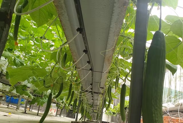 Dưa leo sai quả. Ảnh: NVCC