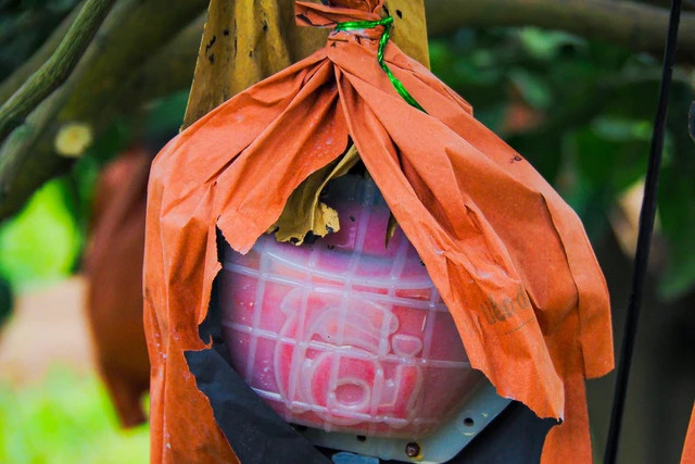 Trước khi trồng cây giống, đất phải được xử lý kỹ, luống phải đạt tiêu chuẩn độ cao, đảm bảo khoảng cách trồng. Người dân sử dụng phân hữu cơ để bón, trồng theo tiêu chuẩn VietGAP cho ra những quả bưởi to, ngon, sạch.