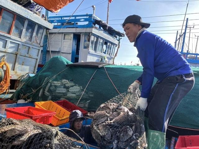 Ngư dân đem cá được săn ở vùng biển Hoàng Sa về bờ để bán cho thương lái. Ảnh: HẢI PHONG Ngư dân đem cá được săn ở vùng biển Hoàng Sa về bờ để bán cho thương lái. Ảnh: HẢI PHONG