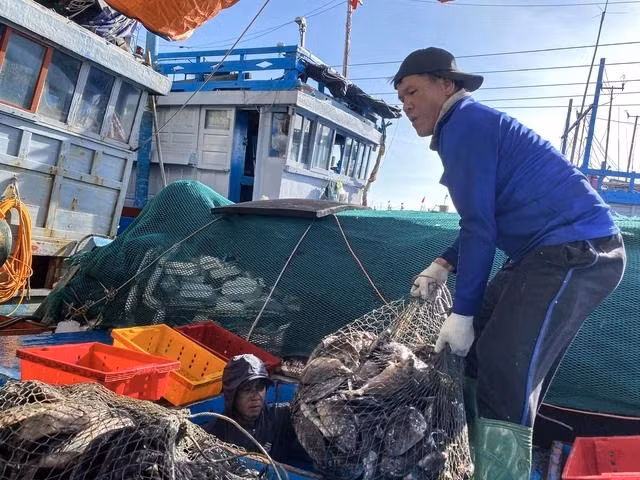 Ngư dân đem cá được săn ở vùng biển Hoàng Sa về bờ để bán cho thương lái. Ảnh: HẢI PHONG