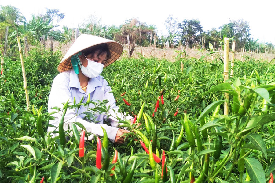 Được Hội Liên hiệp phụ nữ xã giúp đỡ, gia đình bà Hồ Thị Tuyết Trinh (thôn Tư Lương, xã Tân An) trồng ớt theo tiêu chuẩn VietGap cho thu nhập ổn định, vươn lên thoát nghèo bền vững. Ảnh: H.P Được Hội Liên hiệp phụ nữ xã giúp đỡ, gia đình bà Hồ Thị Tuyết Trinh (thôn Tư Lương, xã Tân An) trồng ớt theo tiêu chuẩn VietGap cho thu nhập ổn định, vươn lên thoát nghèo bền vững. Ảnh: H.P