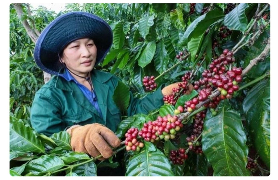 Giá cà phê ở Gia Lai tăng (ảnh tư liệu). Giá cà phê ở Gia Lai tăng (ảnh tư liệu).