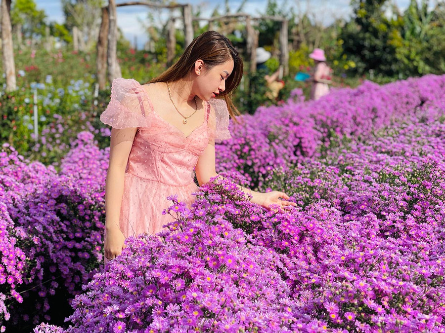 Hoa thạch thảo tím nở rộ trong Vườn nhà Thóc (hẻm 126 Phạm Hùng, xã Tân Sơn). Ảnh: Mai Ka Hoa thạch thảo tím nở rộ trong Vườn nhà Thóc (hẻm 126 Phạm Hùng, xã Tân Sơn). Ảnh: Mai Ka