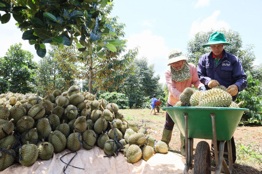 Nông dân huyện Cư M'gar thu hoạch sầu riêng. Nông dân huyện Cư M'gar thu hoạch sầu riêng.