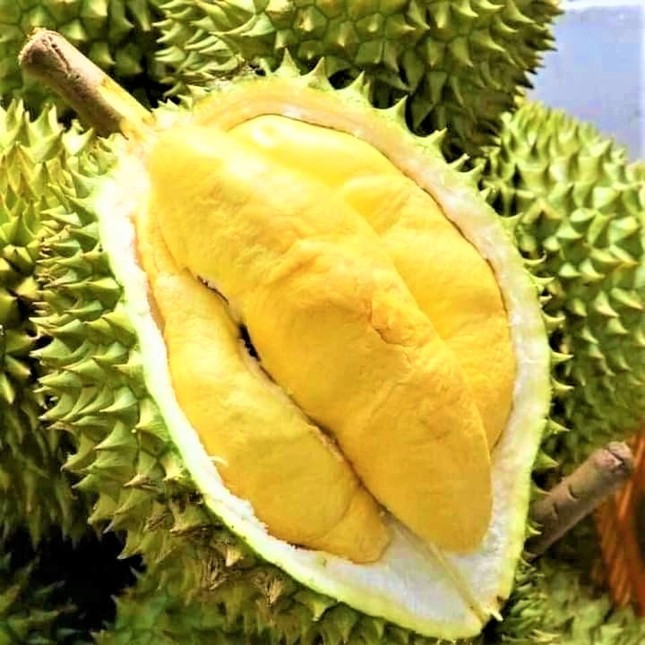 Một quả sầu riêng chín đạt chuẩn cơm vàng, hạt lép Một quả sầu riêng chín đạt chuẩn cơm vàng, hạt lép