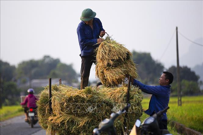 Người dân Mường Bi, huyện Tân Lạc đưa lúa lên xe vận chuyển về nhà. Ảnh: Trọng Đạt/TTXVN Người dân Mường Bi, huyện Tân Lạc đưa lúa lên xe vận chuyển về nhà. Ảnh: Trọng Đạt/TTXVN