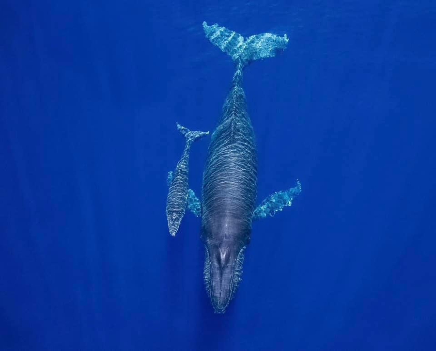 Đến 'thiên đường Mauritius' săn ảnh cá voi lưng gù - Ảnh 7. Hai mẹ con cá voi lưng gù, ảnh chụp từ trên cao. Ảnh: NGUYỄN THANH TÂM