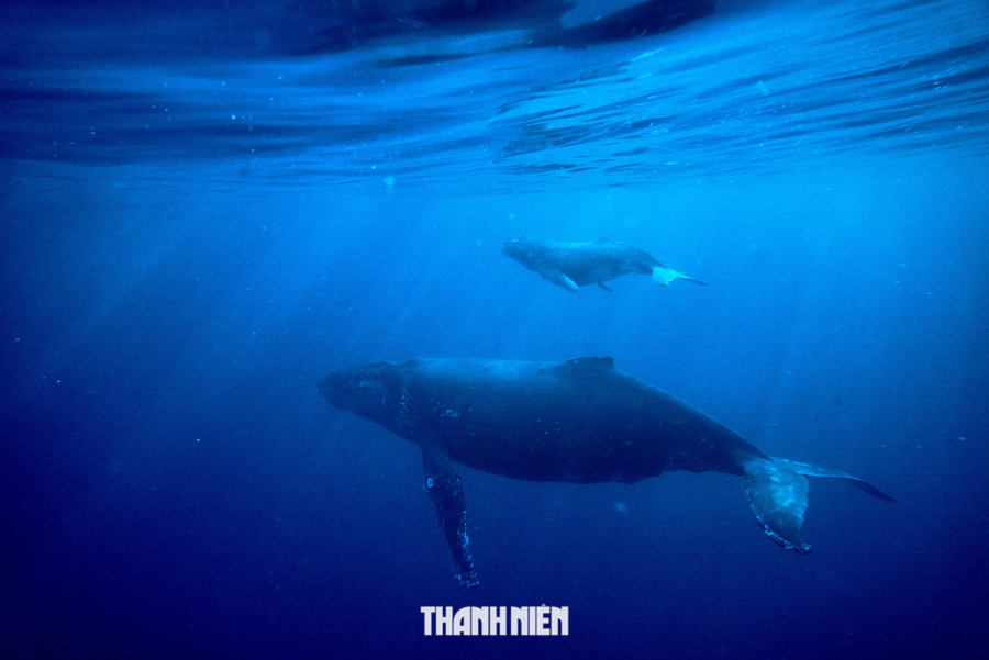 Đến 'thiên đường Mauritius' săn ảnh cá voi lưng gù - Ảnh 4. Hai mẹ con cá voi lưng gù xuất hiện. Ảnh: NGUYỄN THANH TÂM