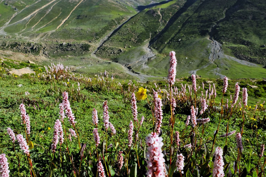 Điểm đặc biệt nhất của mùa hè Kashmir chính là ở khắp các sườn núi và đồng cỏ xuất hiện hàng loạt loài hoa dại bung nở.