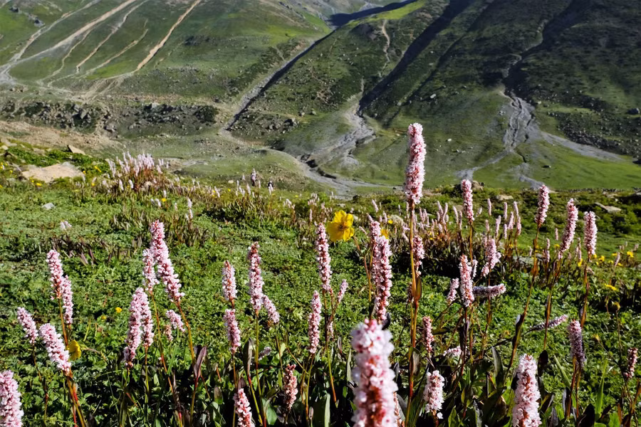 Điểm đặc biệt nhất của mùa hè Kashmir chính là ở khắp các sườn núi và đồng cỏ xuất hiện hàng loạt loài hoa dại bung nở.