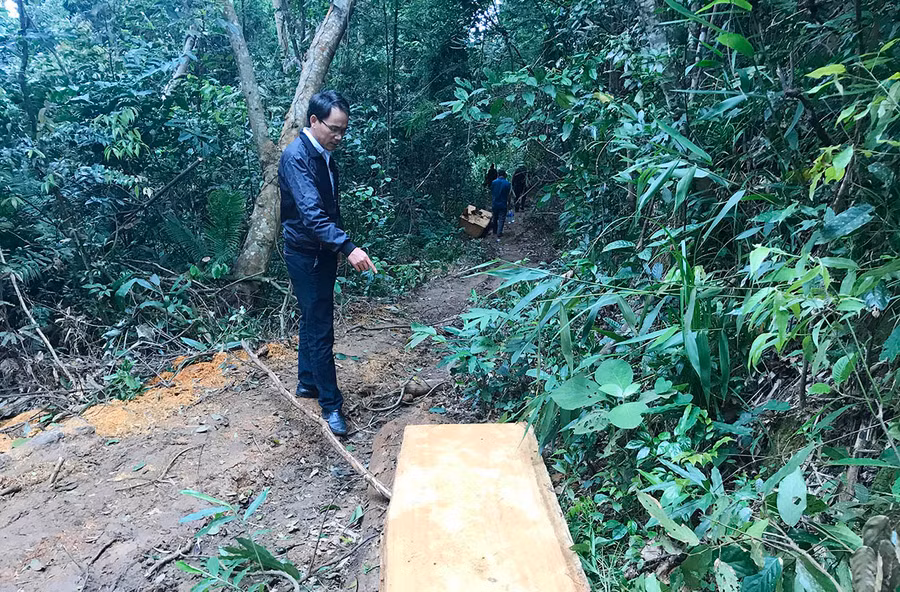 Một vụ khai thác gỗ trái phép tại lâm phần Công ty TNHH một thành viên Lâm nghiệp Lơ Ku (xã Lơ Ku, huyện Kbang). Ảnh: M.P
