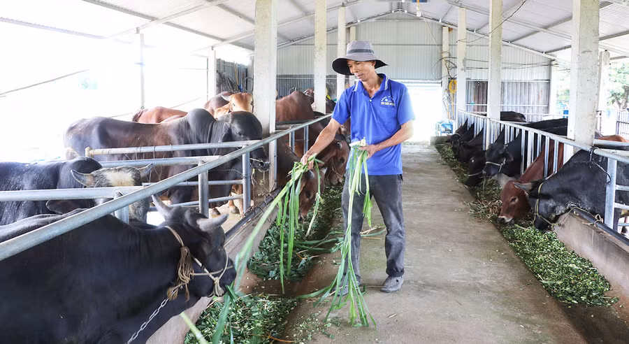 Gia đình anh Nguyễn Xuân Tùng (thôn An Quý, xã Phú An, huyện Đak Pơ) mỗi năm thu nhập gần 800 triệu đồng từ trồng trọt kết hợp chăn nuôi. Ảnh: N.M