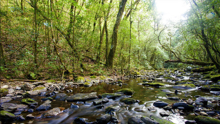 Rừng nguyên sinh quốc gia. Rừng nguyên sinh quốc gia.