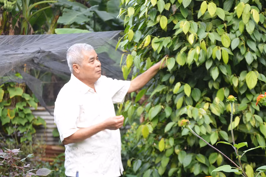 Ông Nguyễn Hữu Chinh chăm sóc vườn cây của gia đình tại thôn 2, xã Diên Phú, TP. Pleiku. Ảnh: H.C