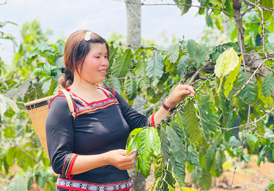 Chị Siu Yăm (37 tuổi, làng Hlú, xã Ia Tiêm) mạnh dạn thay đổi phương thức sản xuất để làm giàu. Ảnh: Mai Ka Chị Siu Yăm (37 tuổi, làng Hlú, xã Ia Tiêm) mạnh dạn thay đổi phương thức sản xuất để làm giàu. Ảnh: Mai Ka