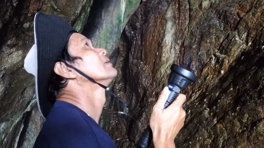 Việc khai thác yến ở đảo được thực hiện tuần tự.