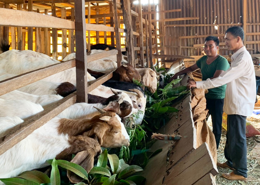 Nhờ tham gia Dự án nuôi dê Boer lai sinh sản mà gia đình anh Rơ Lan Gur (bên trái, làng Ó, xã Ia Vê) cải thiện được thu nhập. Ảnh: Nhật Hào