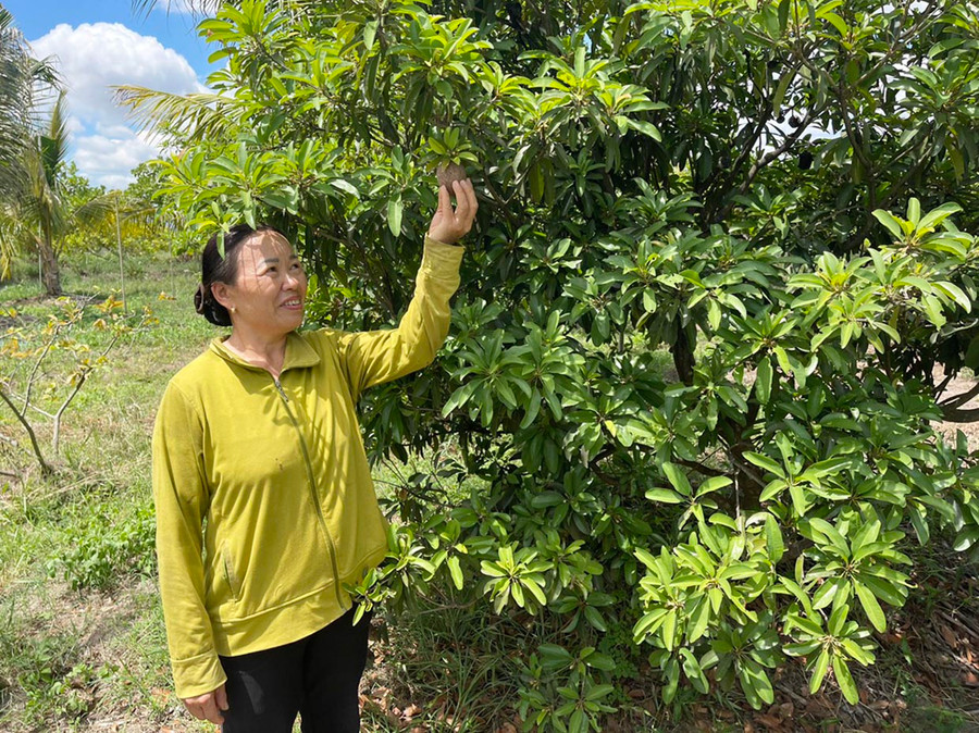 Gia đình bà Phạm Thị Oanh (buôn Hoai, xã Chư Băh) tích cực chuyển đổi cơ cấu cây trồng, vật nuôi, vươn lên làm giàu. Ảnh: N.H