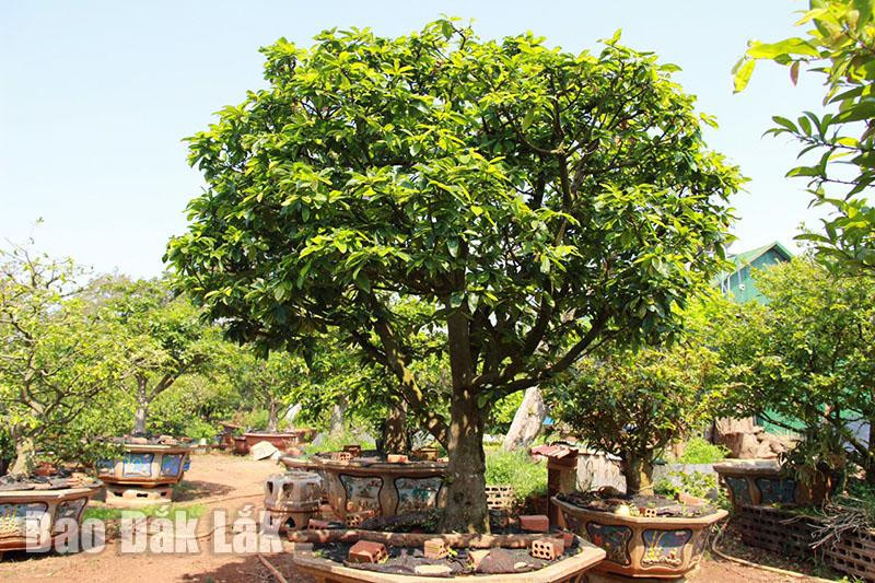 Cây mai hương trên 30 năm tuổi của gia đình anh Nguyễn Quang Khoát, ở thôn 10 (xã Hòa Thắng). Cây mai hương trên 30 năm tuổi của gia đình anh Nguyễn Quang Khoát, ở thôn 10 (xã Hòa Thắng).