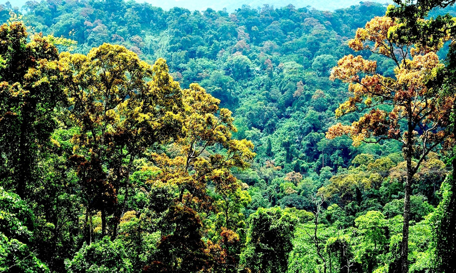 Những tán rừng, chồi non khoe sắc…như bức hoạ thiên nhiên tuyệt đẹp