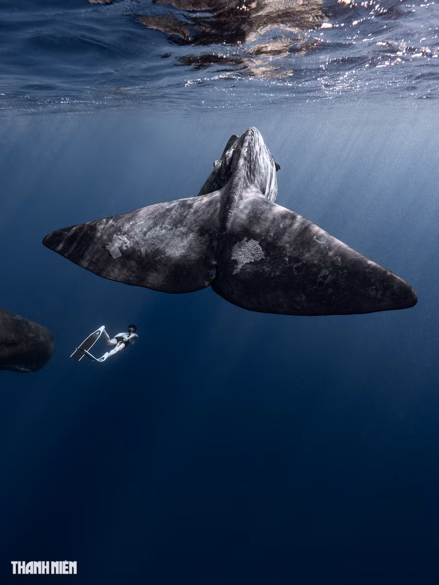 Trong cùng một khung hình, ta dễ dàng thấy được con người nhỏ bé như thế nào so với những gã khổng lồ của đại dương. Trải nghiệm được những điều kỳ vĩ của tự nhiên sẽ thấy con người thật nhỏ bé. Ảnh: Nguyễn Ngọc Thiện