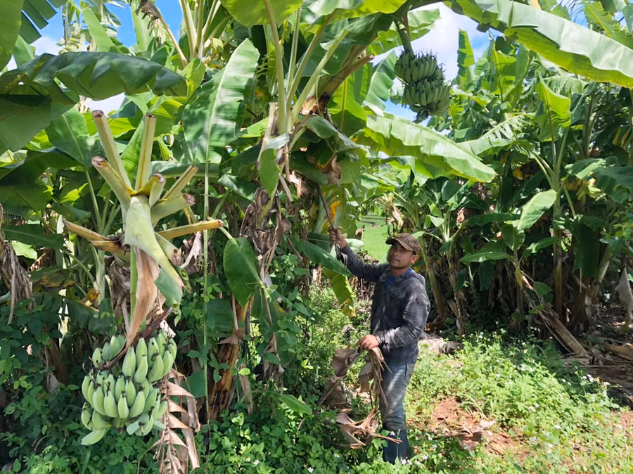 Anh Nhí (làng Tơ Drăh) có thu nhập ổn định từ vườn chuối mốc. Ảnh: N.H