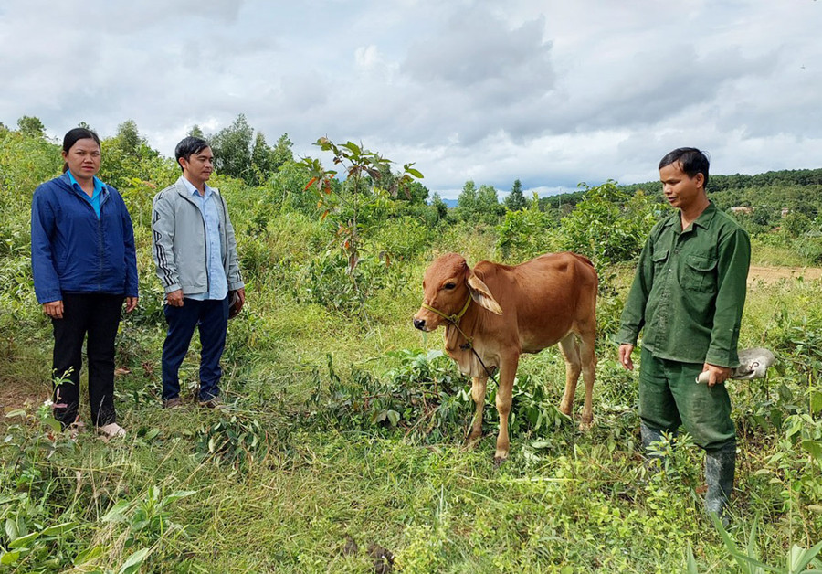 Kiểm tra bò hỗ trợ tại làng Đê Kôn. Ảnh: Nguyễn Diệp Kiểm tra bò hỗ trợ tại làng Đê Kôn. Ảnh: Nguyễn Diệp