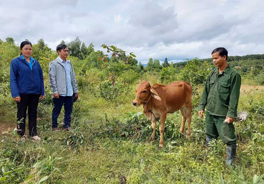 Kiểm tra bò hỗ trợ tại làng Đê Kôn. Ảnh: Nguyễn Diệp