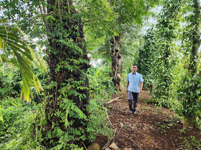 Bị khởi tố vì lấy 1 lóng gỗ muồng trong vườn cà phê nhận khoán! - Ảnh 1. Hàng muồng nằm giữa bờ lô, 1 bên là vườn nhận khoán của ông Tiến và 1 bên là vườn nhận khoán của 1 hộ dân khác