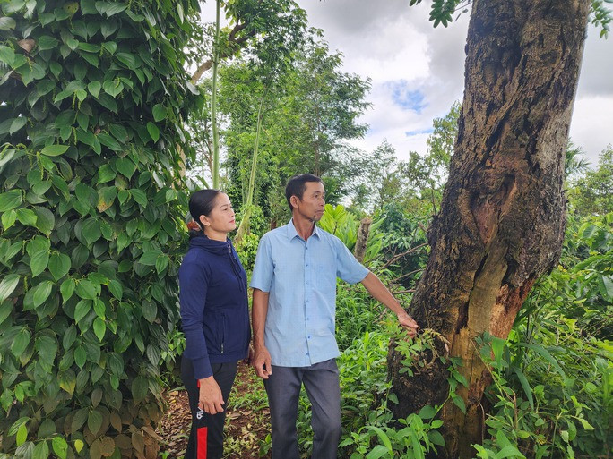 Bị khởi tố vì lấy 1 lóng gỗ muồng trong vườn cà phê nhận khoán! - Ảnh 3. Ông Trần Văn Tiến bị khởi tố vì trộm một khúc gỗ muồng