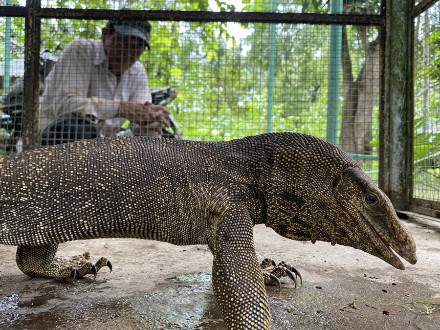 Con kỳ đà vân đang được các nhân viên Khu du lịch sinh thái Đắc Nhân Tâm chăm sóc. Ảnh: Trần Ngọc